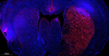 Kit de détection d'apoptose à tunel rouge TMR pour la section de paraffine Section de tissu congelé Section de la cellule Cellule de la cellule