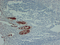 //jqrorwxhrkjnln5q-static.micyjz.com/cloud/liBpjKnjlkSRqippokplip/a2bc8fad4f1309daa7cff641b5857645-60-60.png