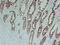 //jqrorwxhrkjnln5q-static.micyjz.com/cloud/lkBpjKnjlkSRqippkkqriq/08f795a55ac1a6c630ca4fc74d19614b-60-60.png