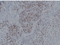 //jqrorwxhrkjnln5q-static.micyjz.com/cloud/lkBpjKnjlkSRqipplkqmip/16491b6c9acd1384c6d1b9e20483c4b3-60-60.png