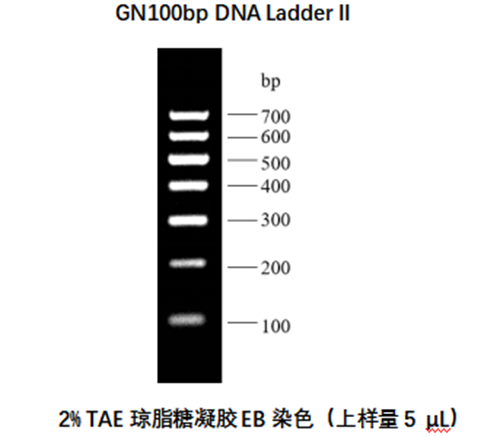 Marqueur d'électrophorèse d'acide nucléique de l'échelle nucléique GN100BP