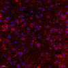 GB11144 PAB anticorps anti-nmdar1 de lapin 1