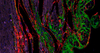 100T Tsaplus fluorescence triple kit de coloration Tyramide signal amplification de l'immunofluorescence réactif