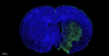 Fluorescein (FITC) Kit de détection de l'apoptose de la cellule Tunel 500T pour la section de paraffine Section congelée Cellule de cellule Cellule Cellule