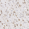 Anti-GDNF de lapin PAB Anticorps polyclonal immunohistochimique