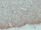 //jqrorwxhrkjnln5q-static.micyjz.com/cloud/lqBpjKnjlkSRqipplkimiq/96664c820b9e6994ea7472e3ec308f68-60-60.png